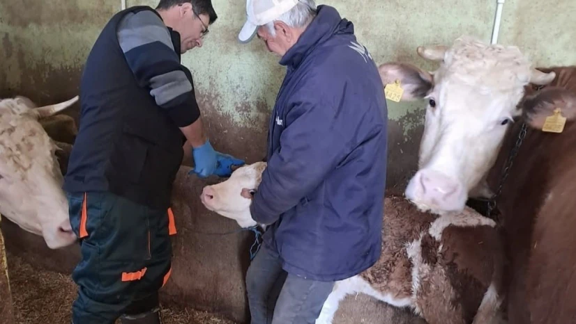 Elazığ'da aşı ve küpeleme çalışması